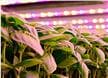 Horticulture Lighting LEDs